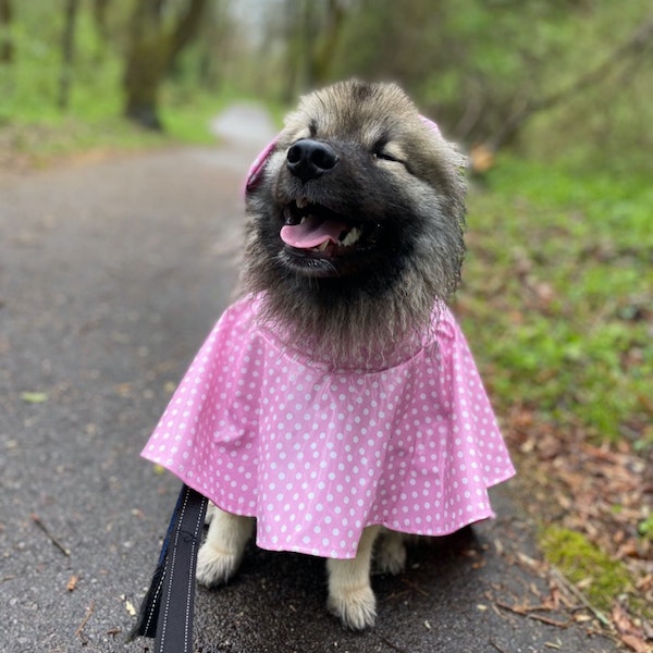 dog wearing a pink dress