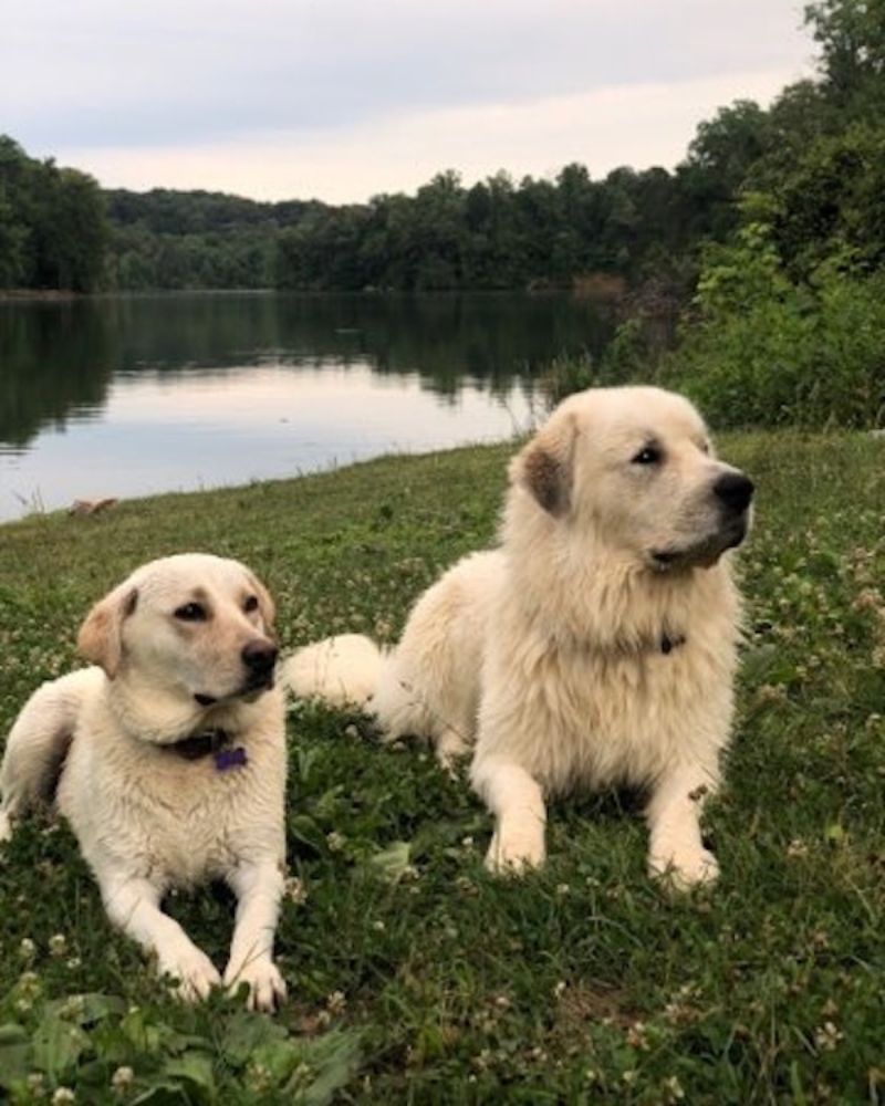 two dogs resting by the lake