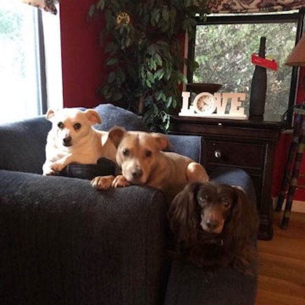 a group of dogs sitting on a chair
