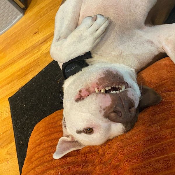a dog lying on a couch with its mouth open