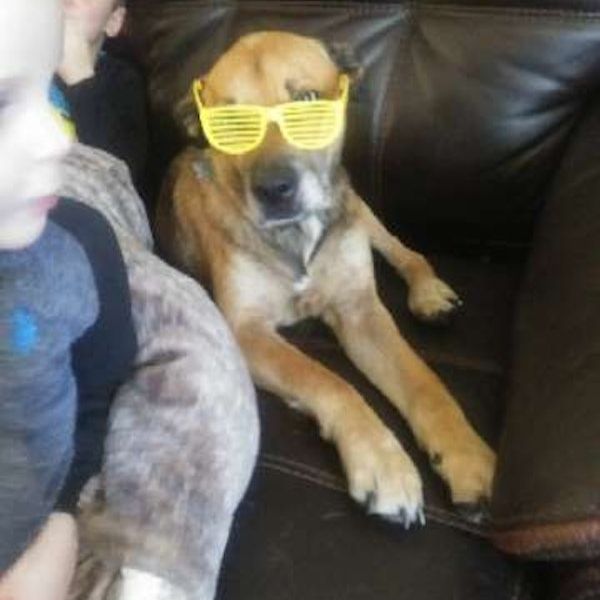 a dog wearing yellow sunglasses