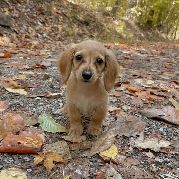 a puppy standing on a path with leaves