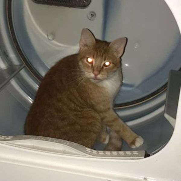 a cat sitting in a machine