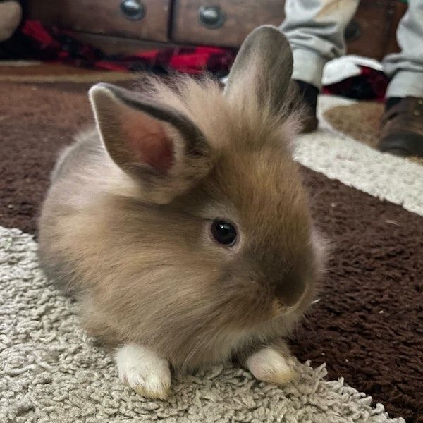 a rabbit sitting on a carpet