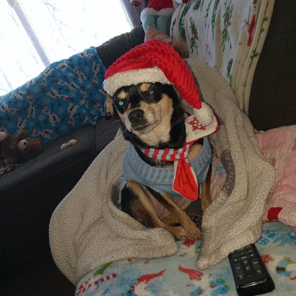 a dog wearing a hat and scarf sitting on a couch
