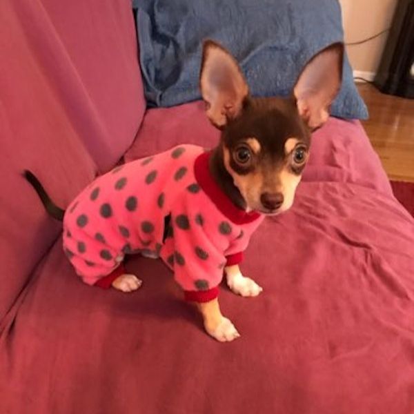 a dog wearing a pink and black sweater
