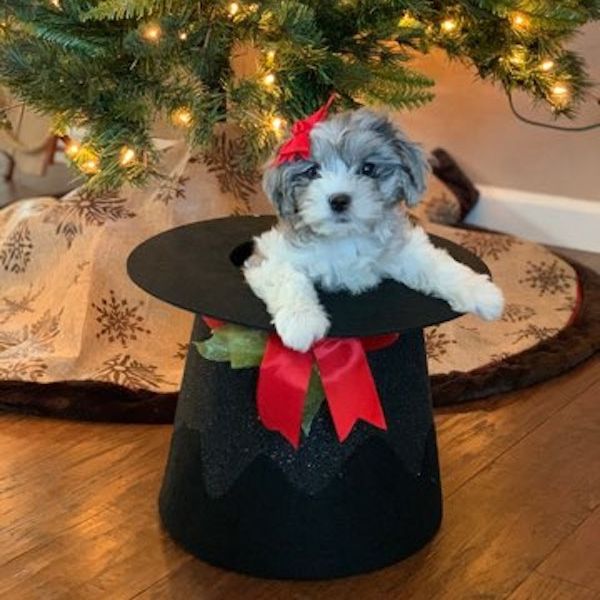 a dog in a hat