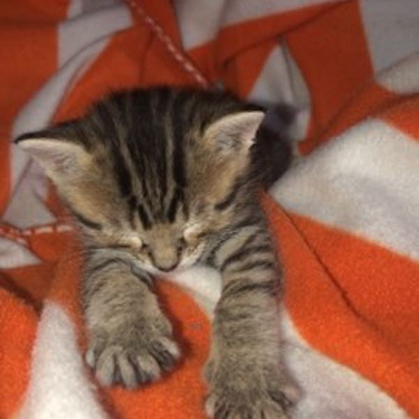 a kitten sleeping on a blanket