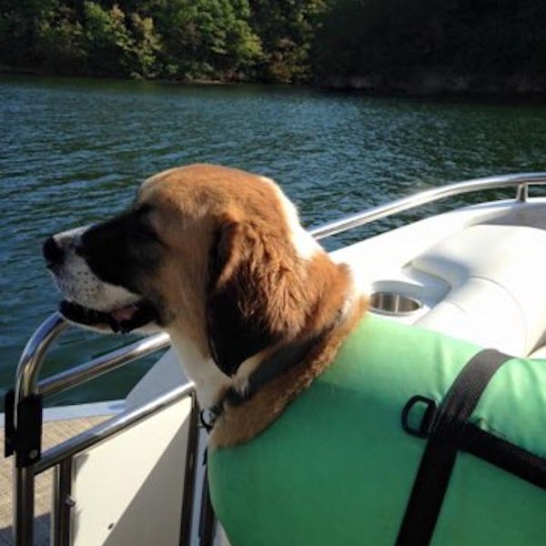 a dog wearing a life jacket on a boat
