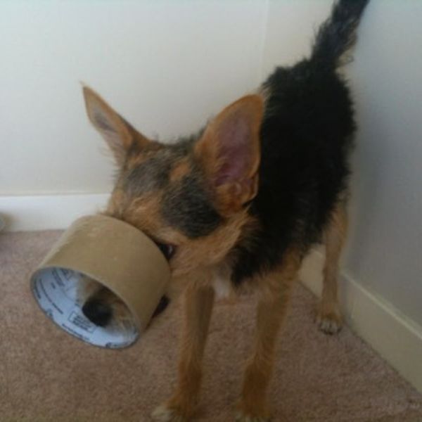 a dog with a paper cup in its mouth