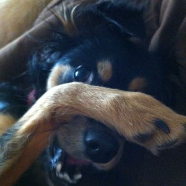 a dog with its paw over its face
