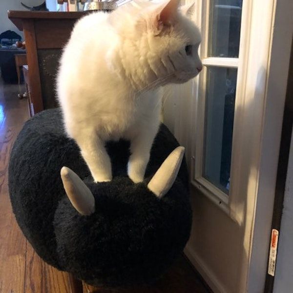 a cat sitting on a stuffed animal