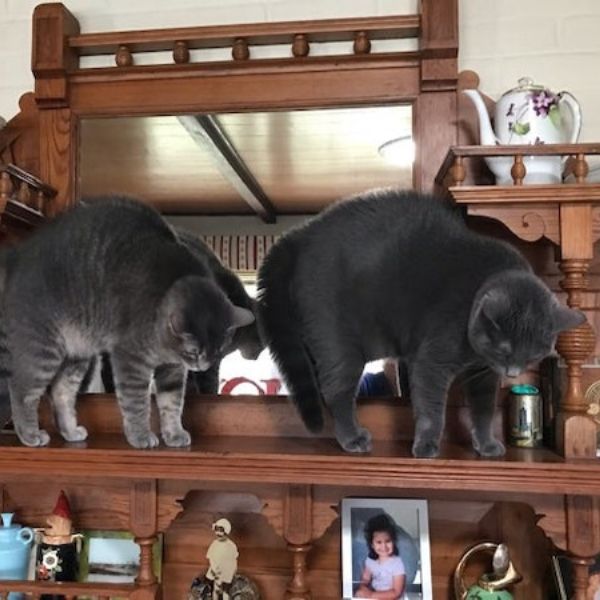 two cats on a shelf