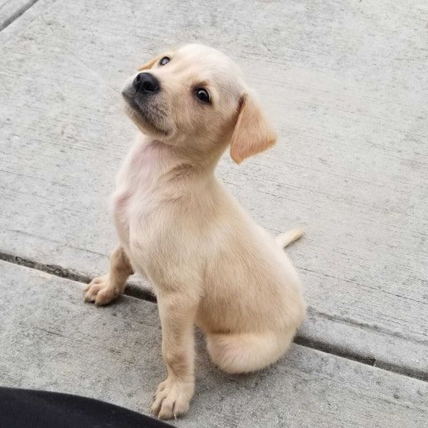a dog sitting on a sidewalk