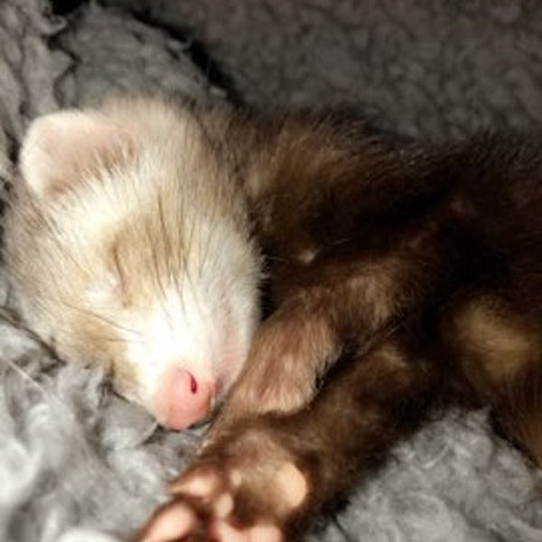 a small animal sleeping on a blanket