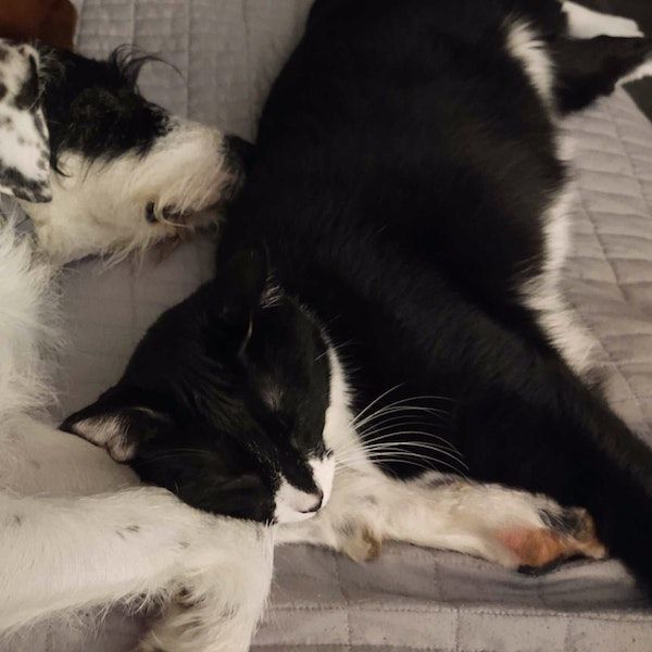 a dog and cat sleeping on a bed