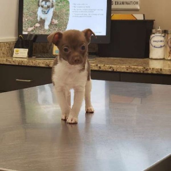 a small dog standing on a table
